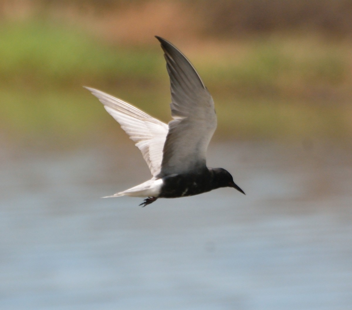 Black Tern - ML100090651