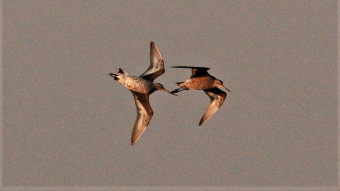 Hudsonian Godwit - ML100090991