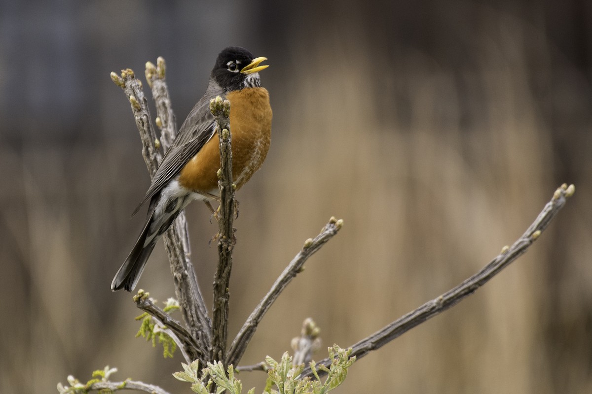 American Robin - ML100092271