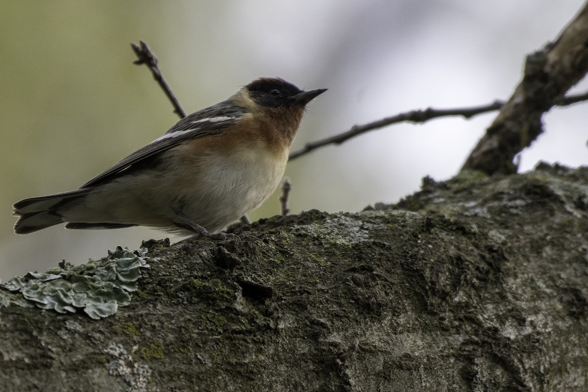 Bay-breasted Warbler - Jason Daley