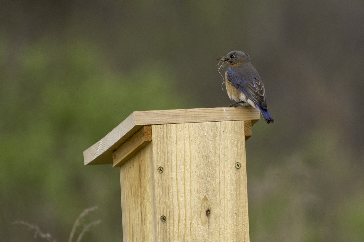 Eastern Bluebird - ML100092471