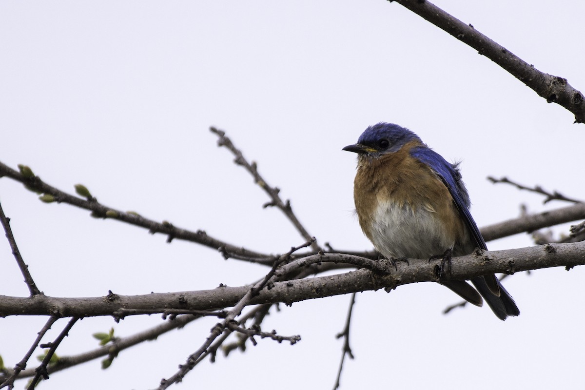 Eastern Bluebird - ML100092491