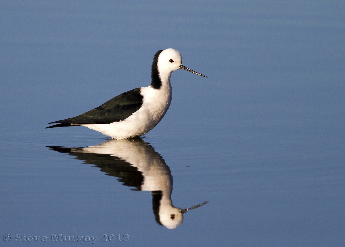 Pied Stilt - Stephen Murray