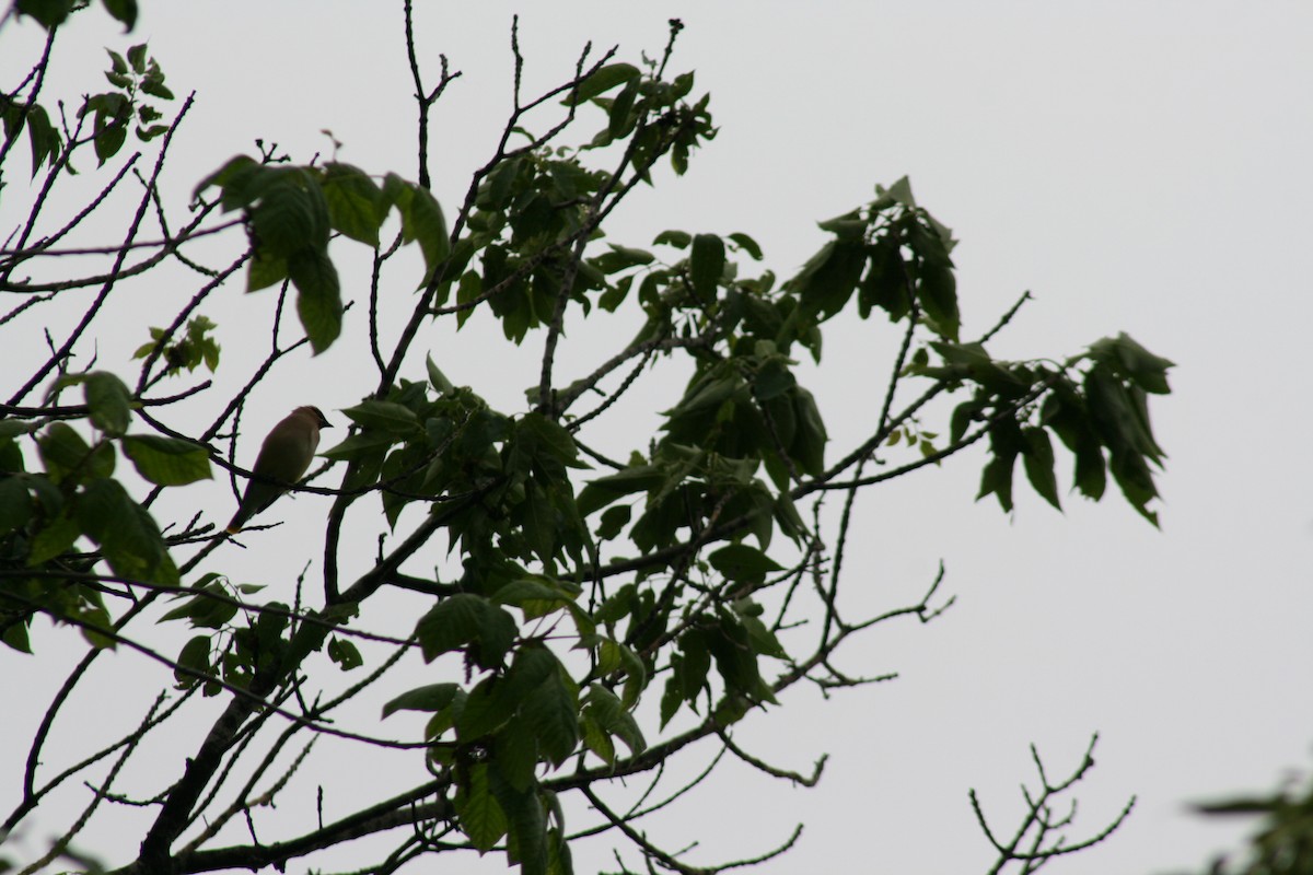 Cedar Waxwing - Ken Rosenthal