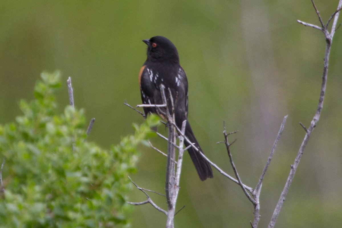 Spotted Towhee - ML100098971