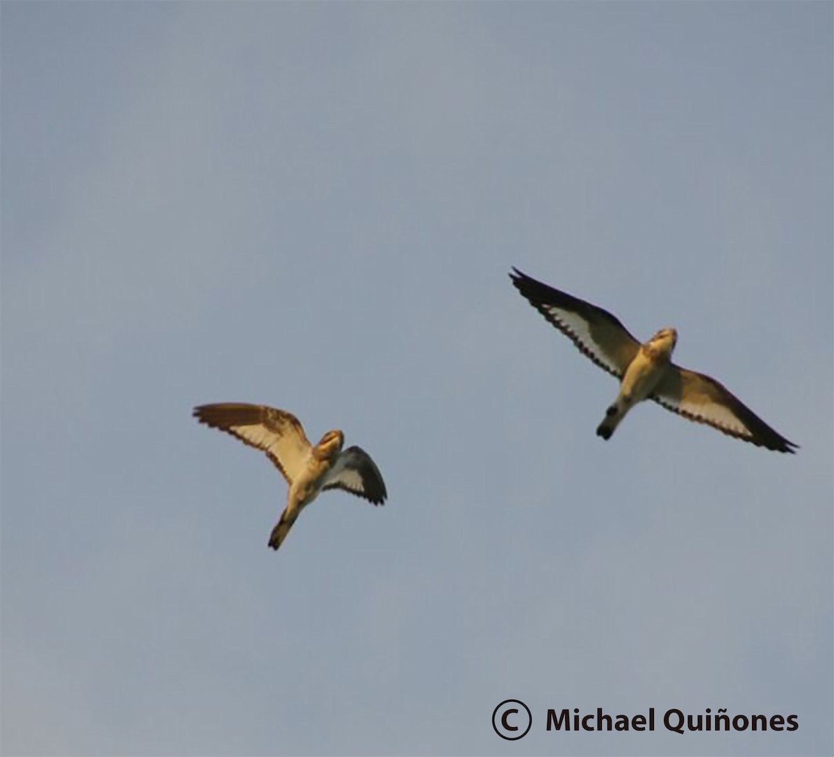 Sand-colored Nighthawk - ML100098981