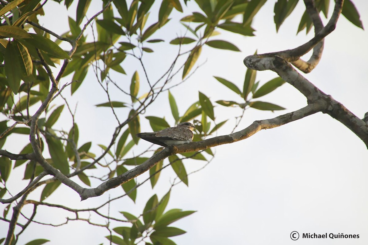 Sand-colored Nighthawk - ML100099091