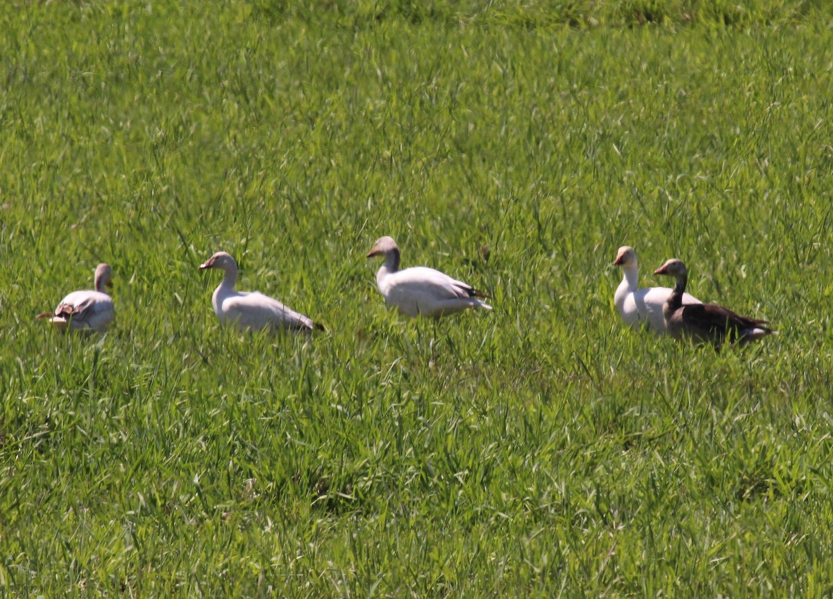 Snow Goose - ML100099801
