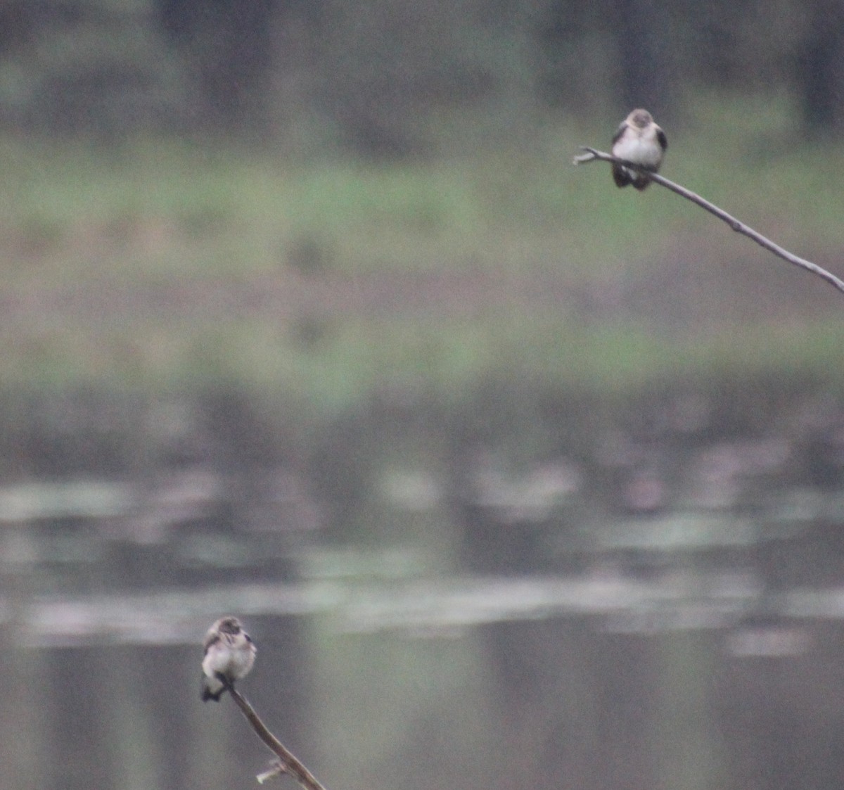 Northern Rough-winged Swallow - ML100100521