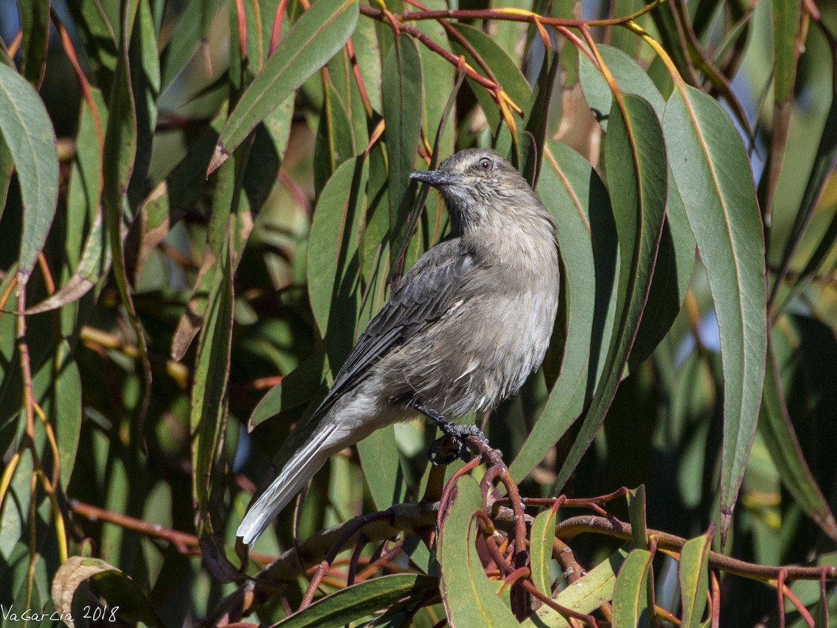 Black-billed Shrike-Tyrant - ML100101731