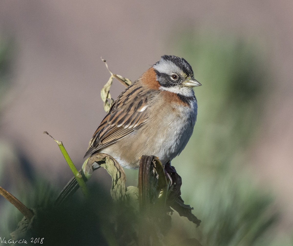 Rufous-collared Sparrow - ML100102201