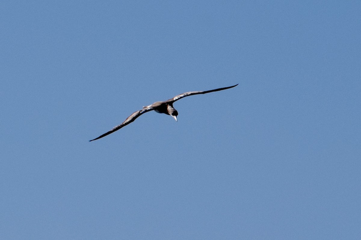 Australasian Gannet - ML100104621