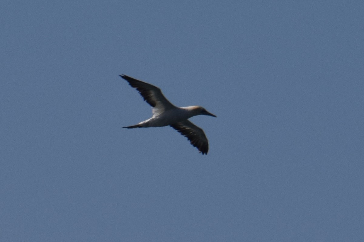 Australasian Gannet - ML100104631