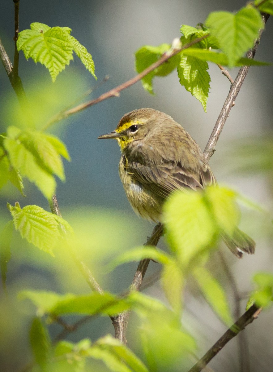 Palm Warbler - Becca Engdahl