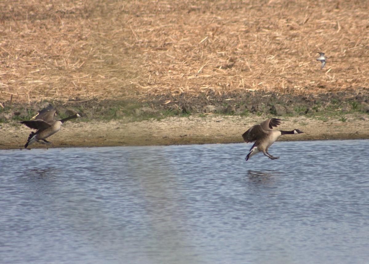 Canada Goose - Hansel Herrera