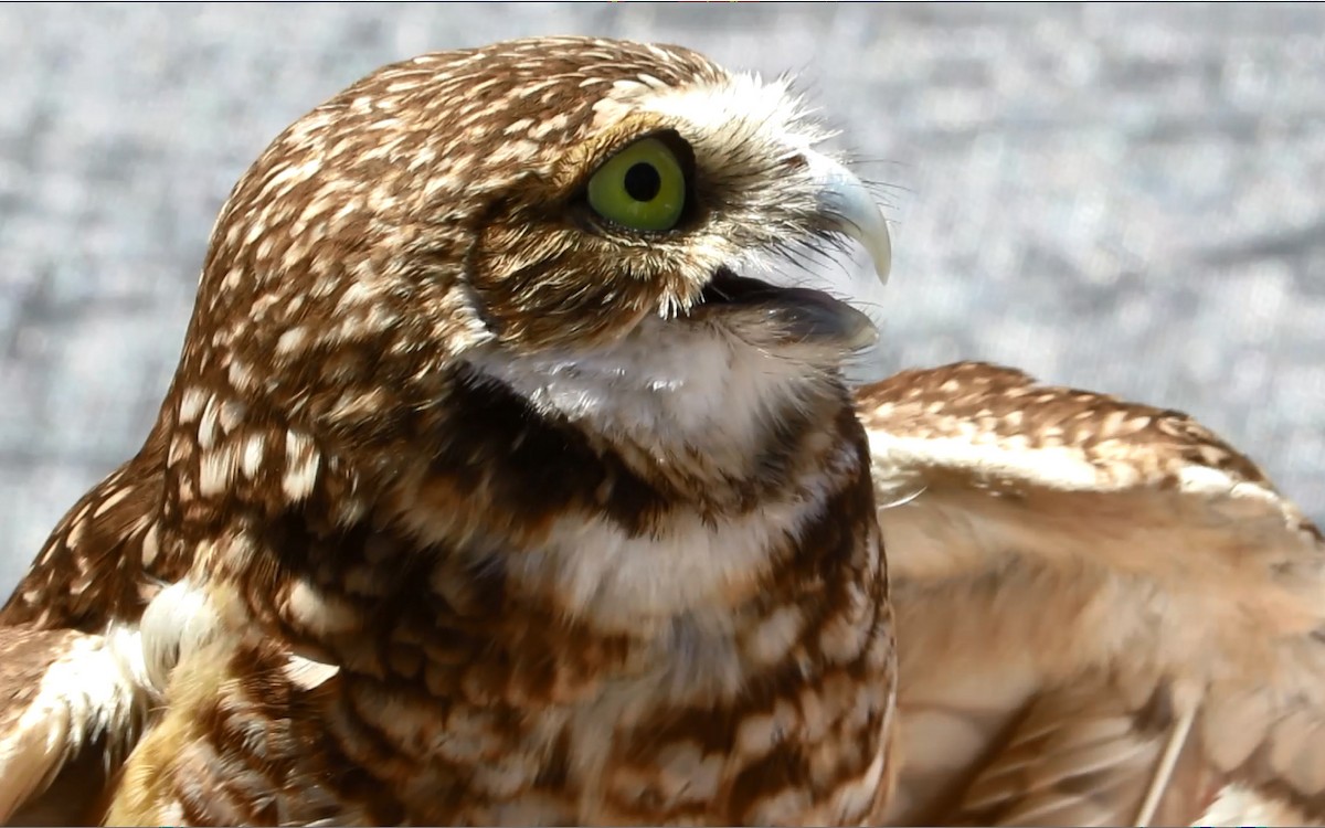 Burrowing Owl - Diane Drobka