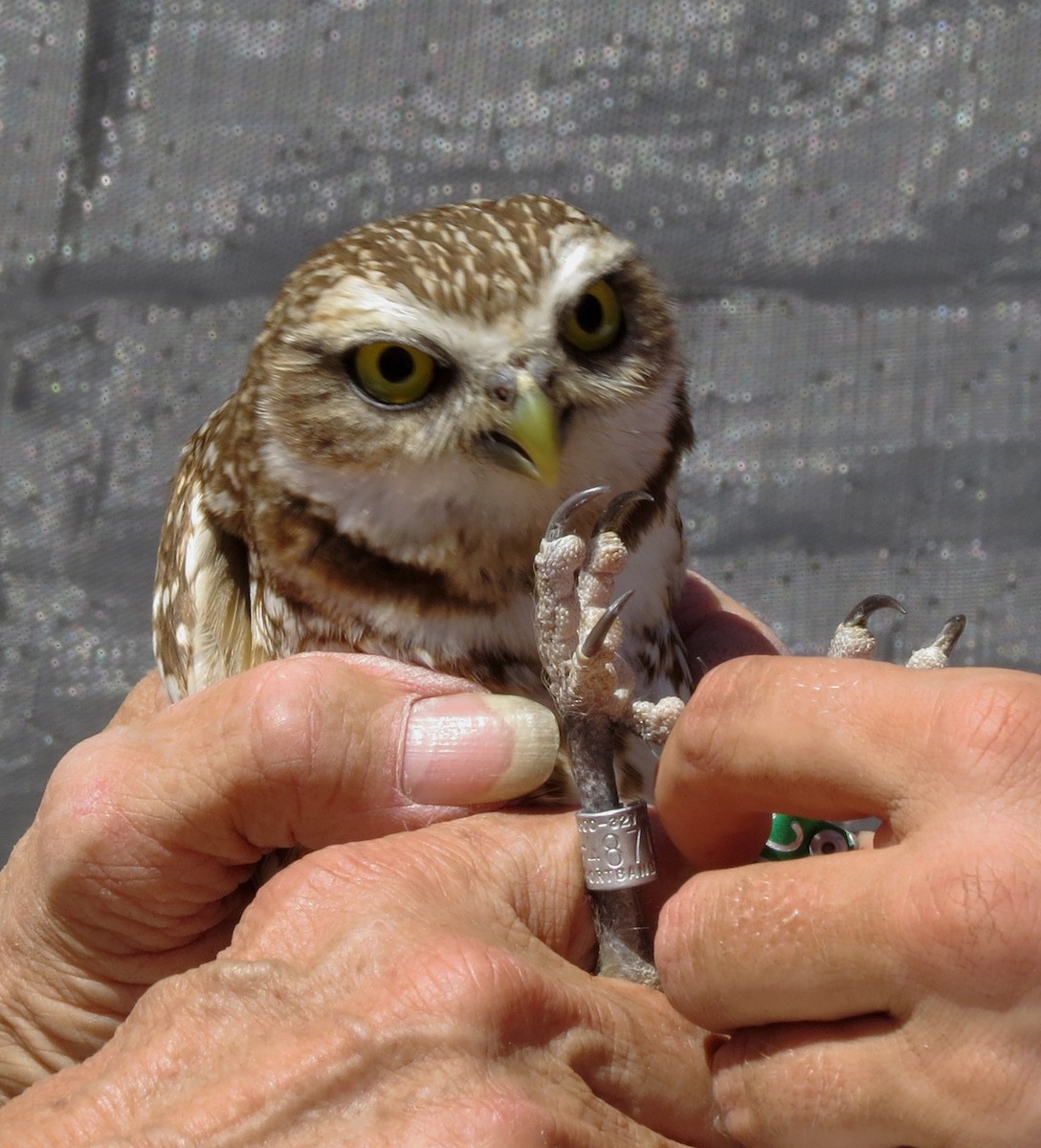 Burrowing Owl - Diane Drobka