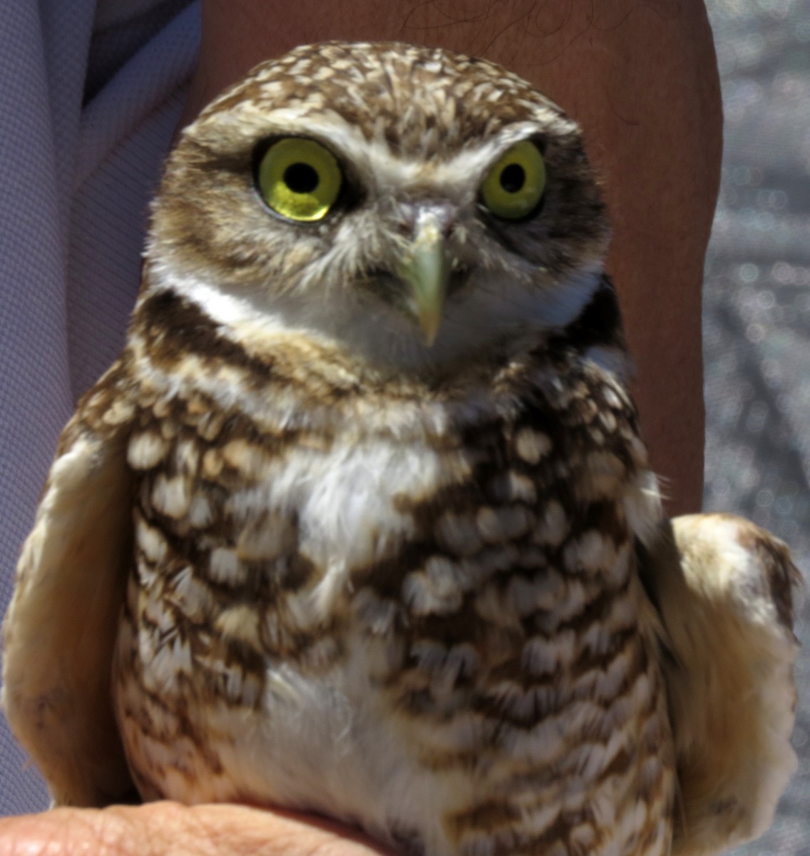 Burrowing Owl - Diane Drobka