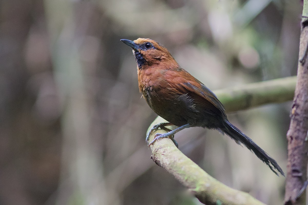 Ruddy Spinetail - Luiz Matos