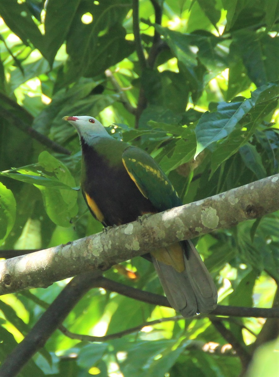 Wompoo Fruit-Dove - Mary Clarke