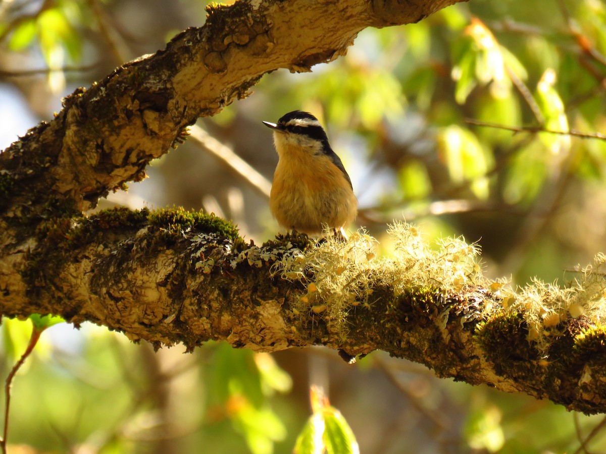 Red-breasted Nuthatch - Andy de Champlain