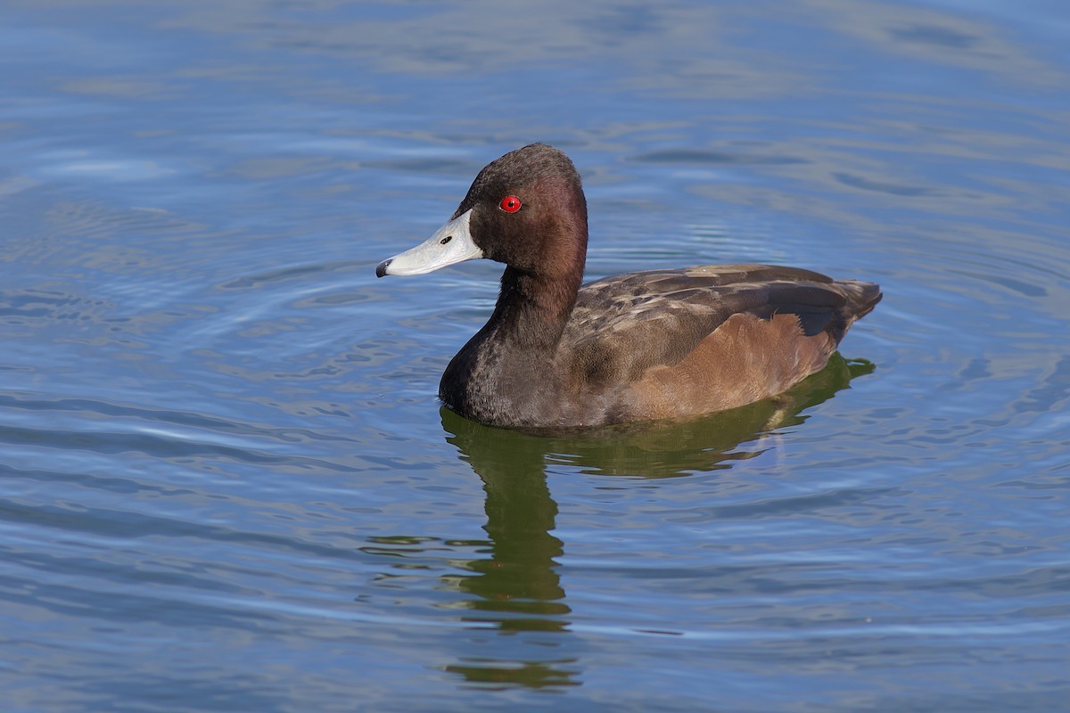 Southern Pochard - ML100107781