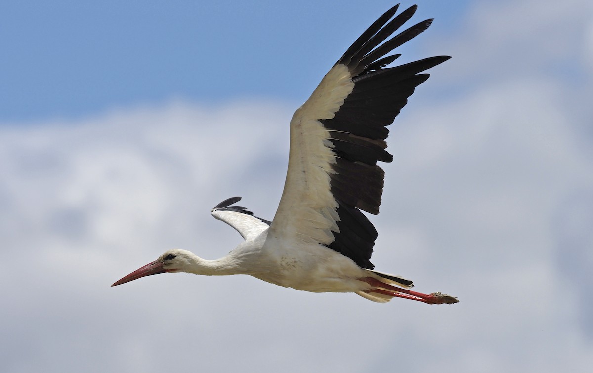 White Stork - Anonymous
