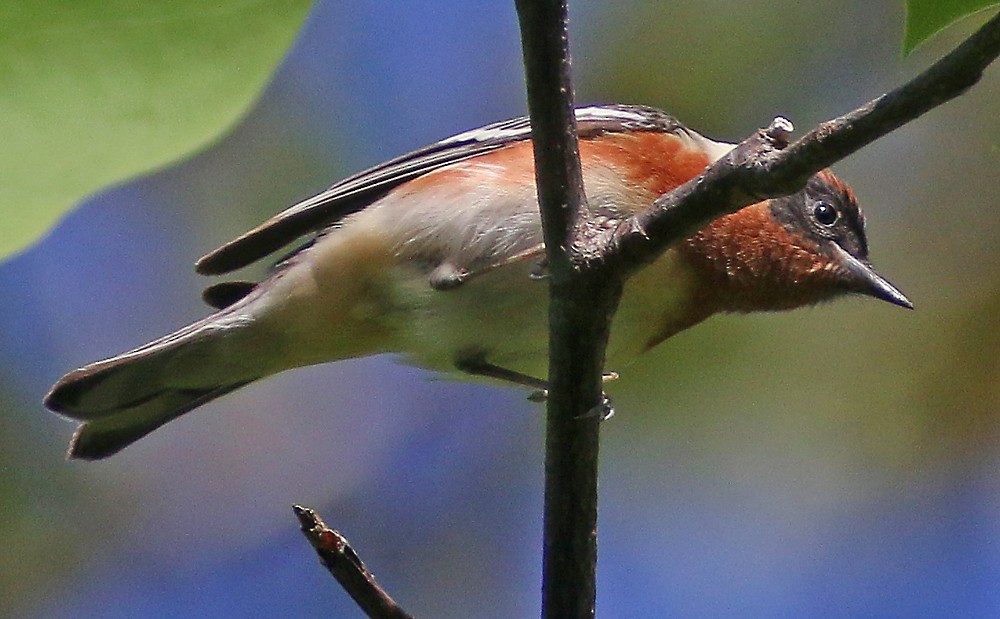 Bay-breasted Warbler - ML100110941