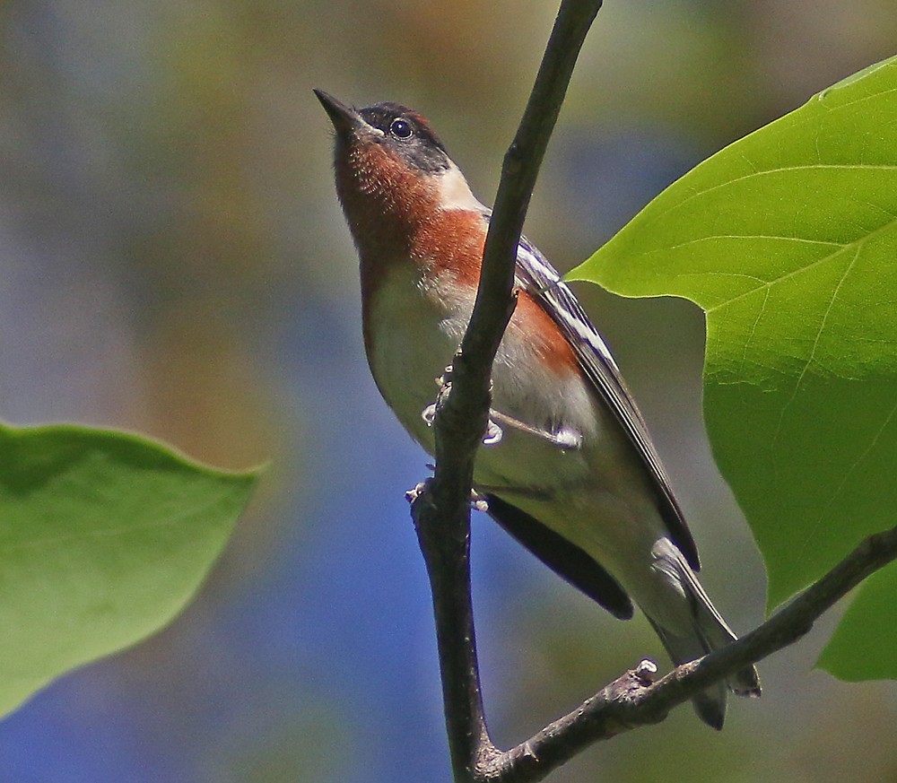 Bay-breasted Warbler - ML100110951