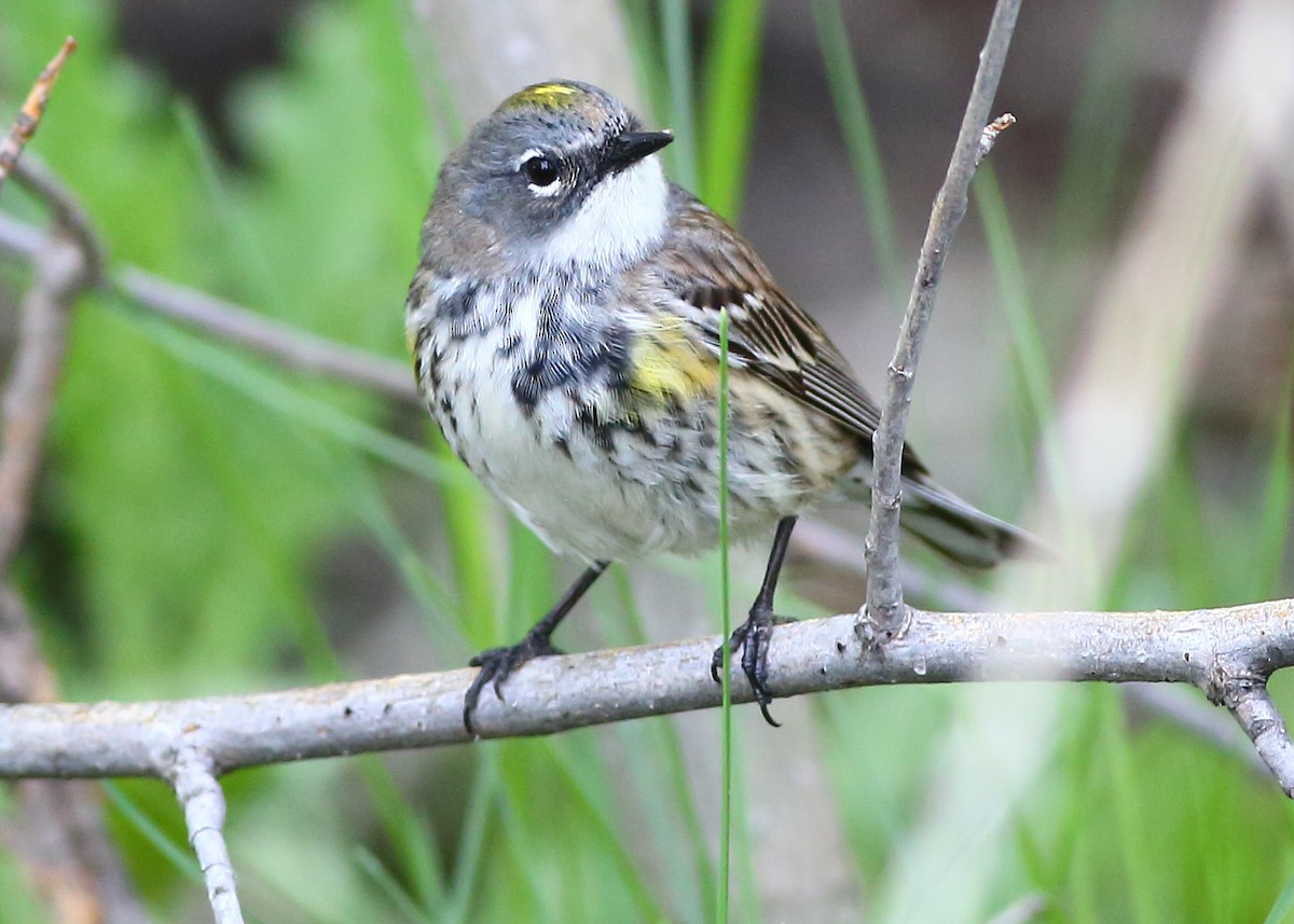 Yellow-rumped Warbler (Myrtle) - ML100111421