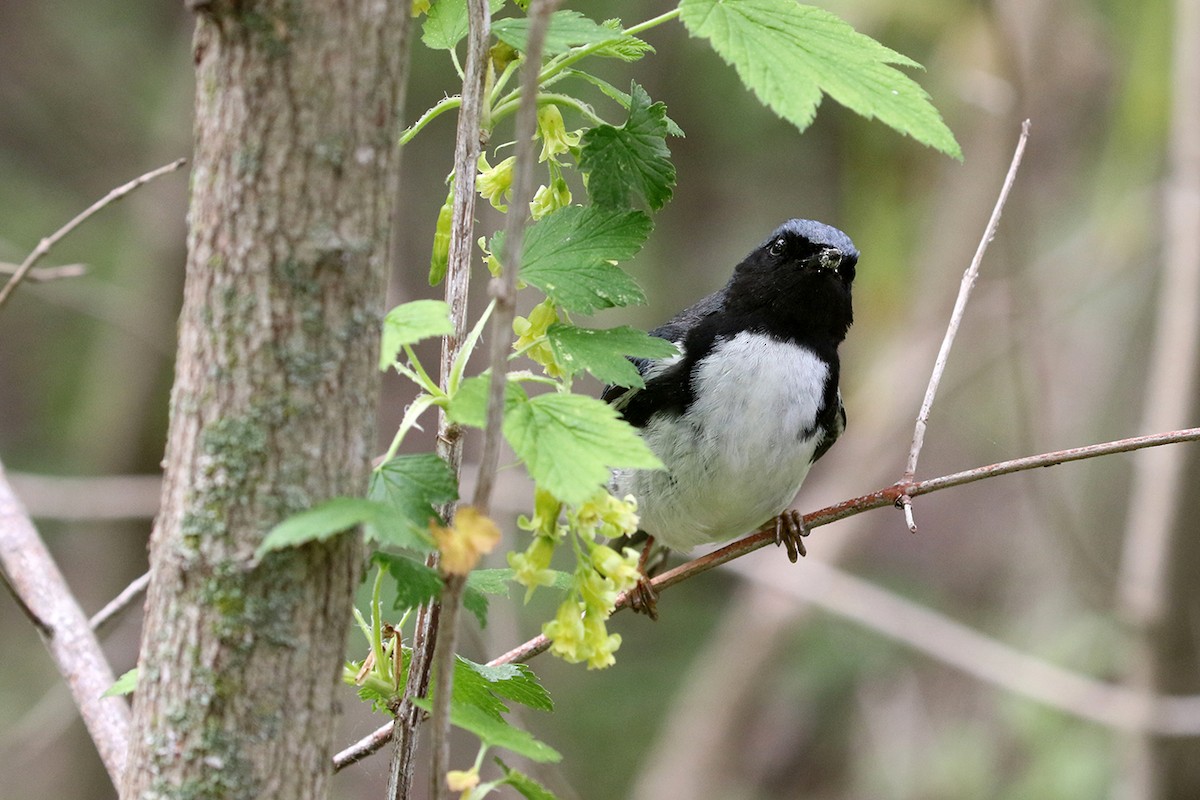 Black-throated Blue Warbler - Charley Hesse TROPICAL BIRDING