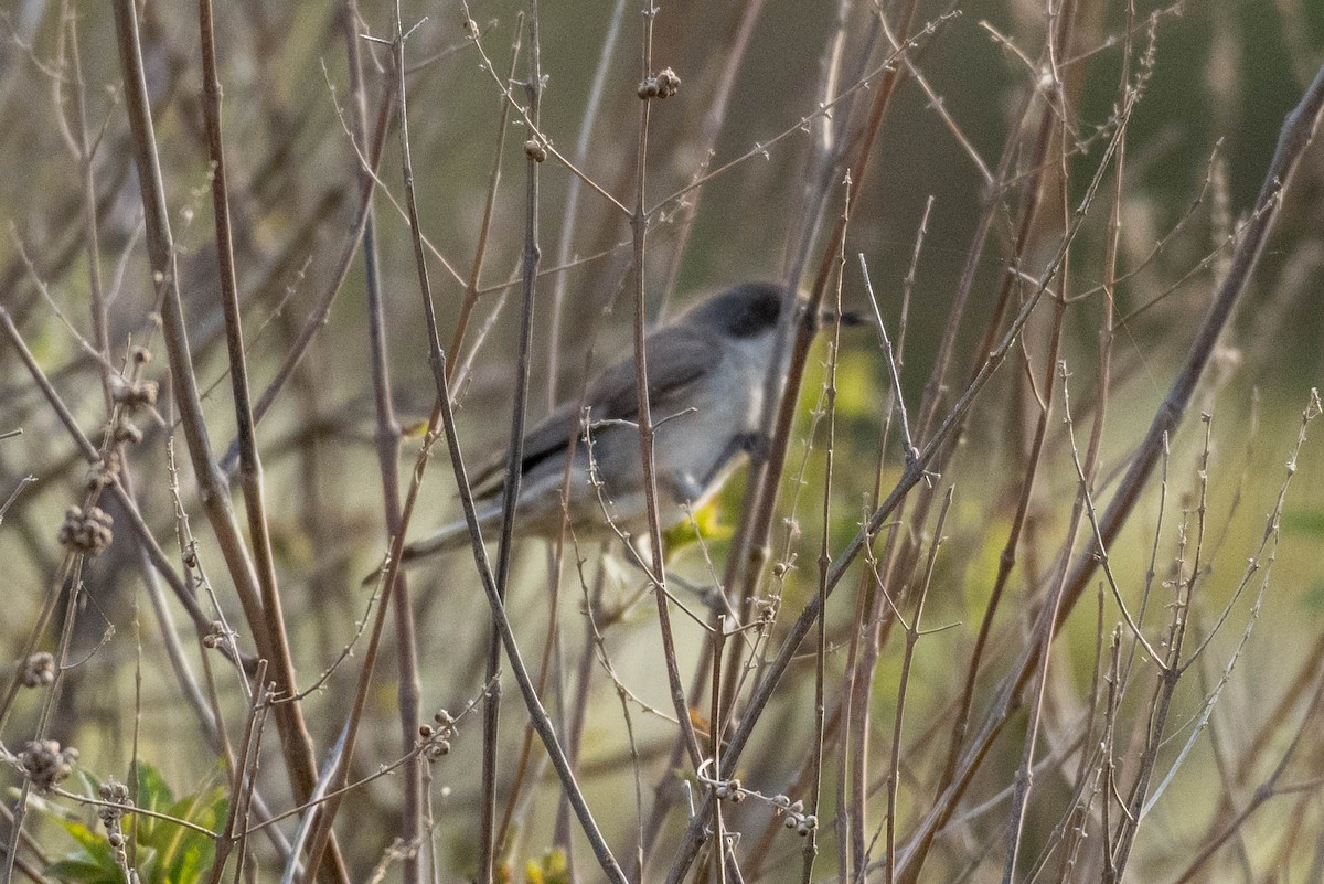 Eastern Orphean Warbler - ML100112011