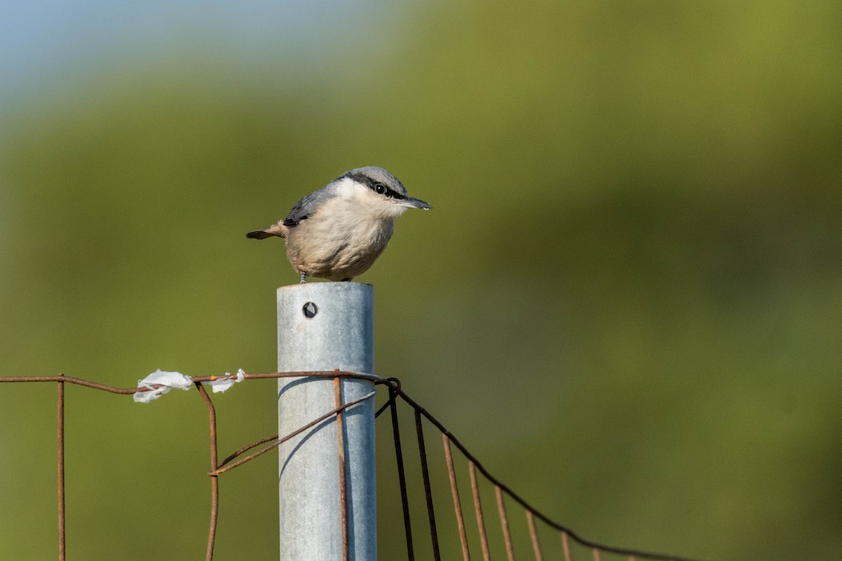 Western Rock Nuthatch - ML100112091