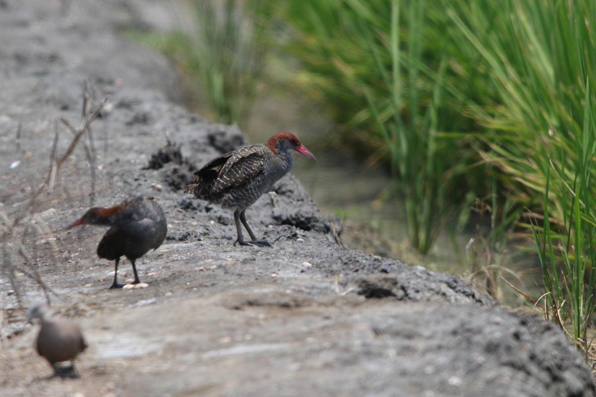 Slaty-breasted Rail - ML100113621