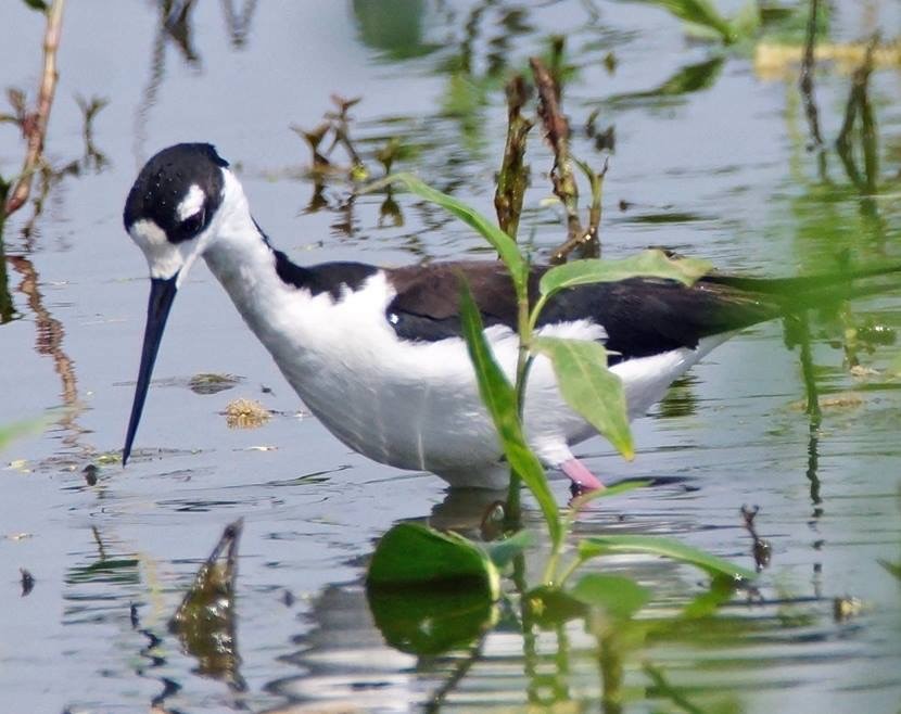 Black-necked Stilt - Calvin Rees