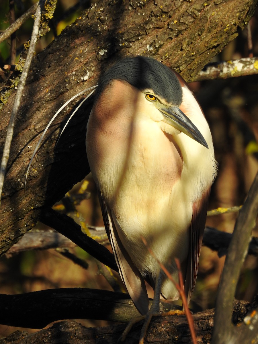 Nankeen Night Heron - Jeffrey Crawley