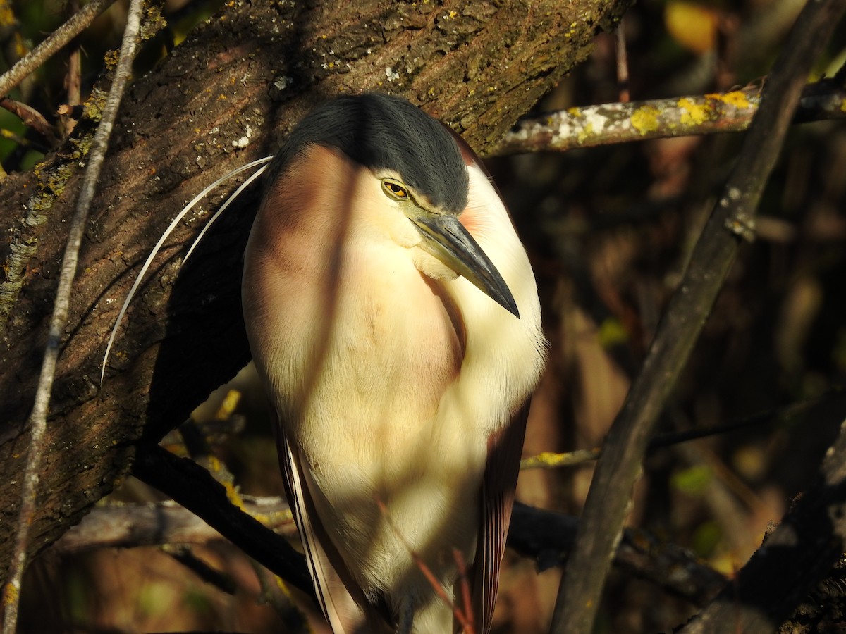 Nankeen Night Heron - ML100115221