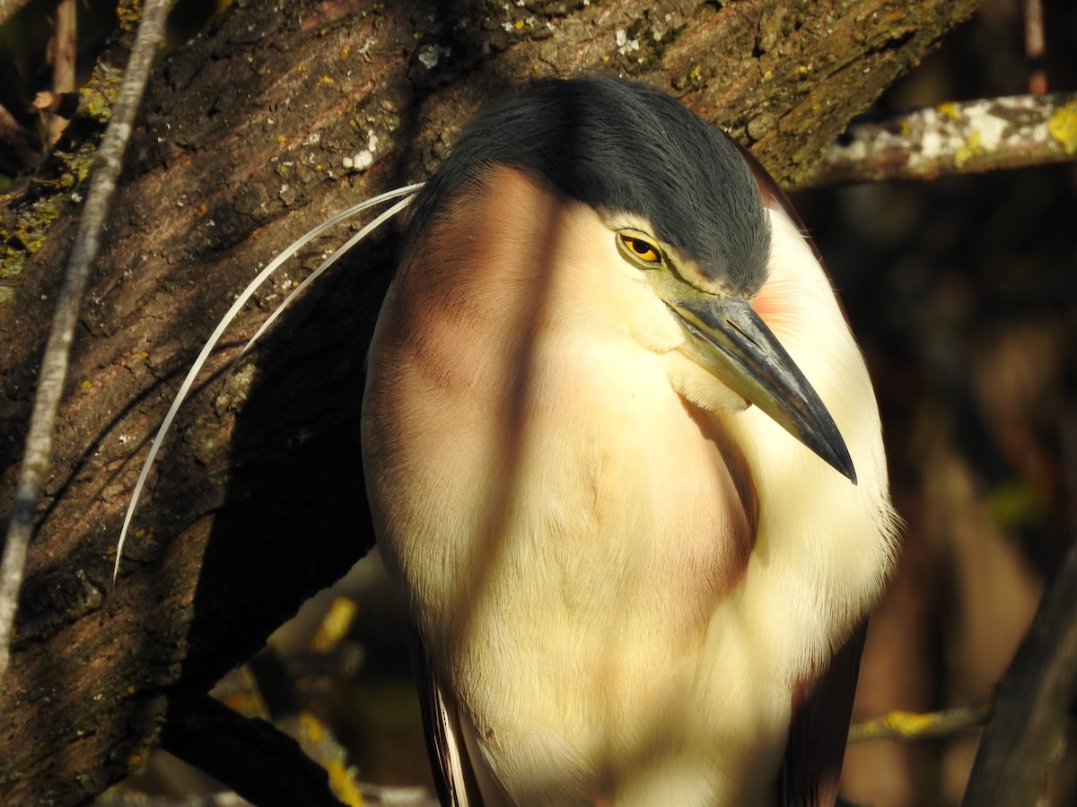 Nankeen Night Heron - Jeffrey Crawley