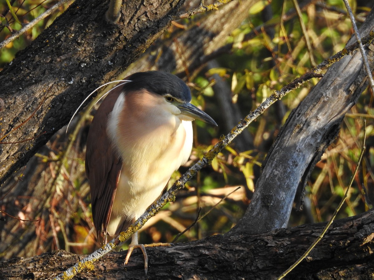 Nankeen Night Heron - ML100116041