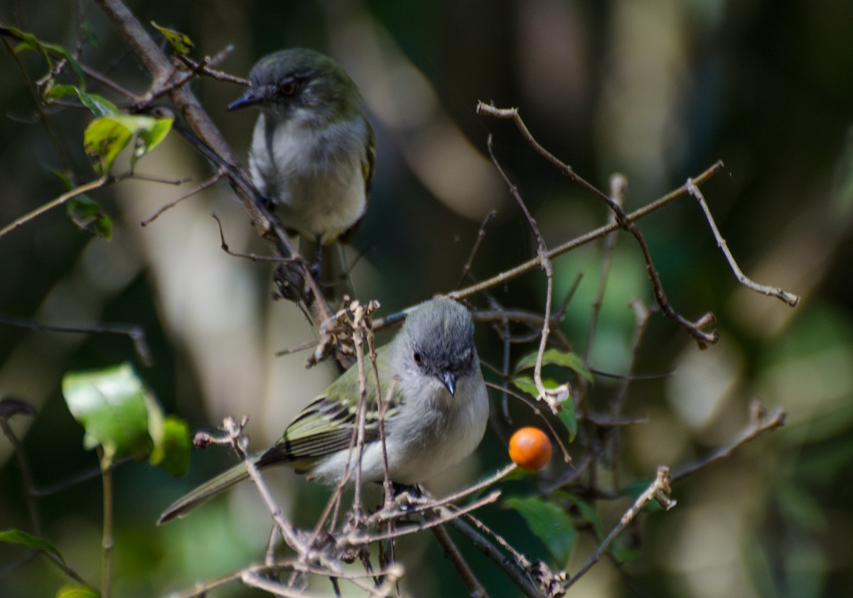 Gray-headed Elaenia - ML100117281