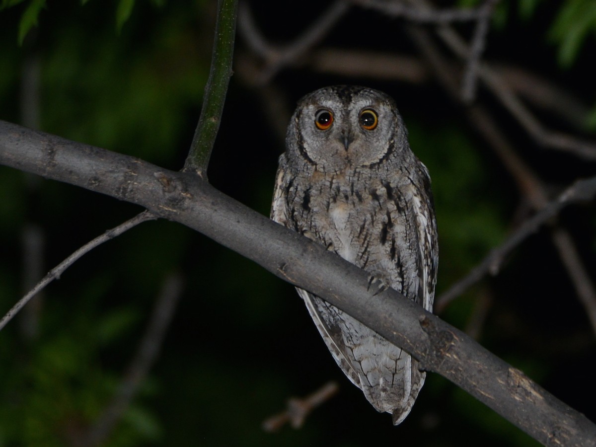 Eurasian Scops-Owl - ML100119311