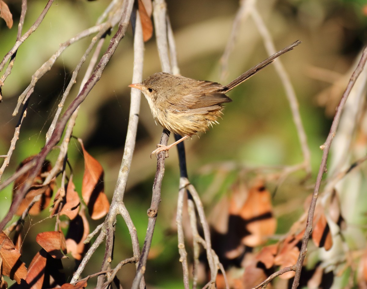 Red-backed Fairywren - ML100119831