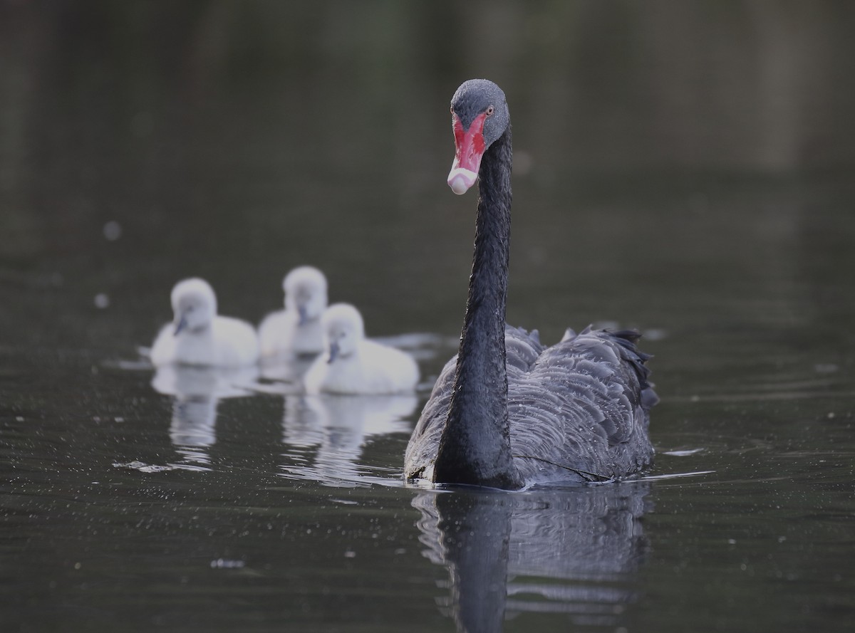 Black Swan - Chris Barnes