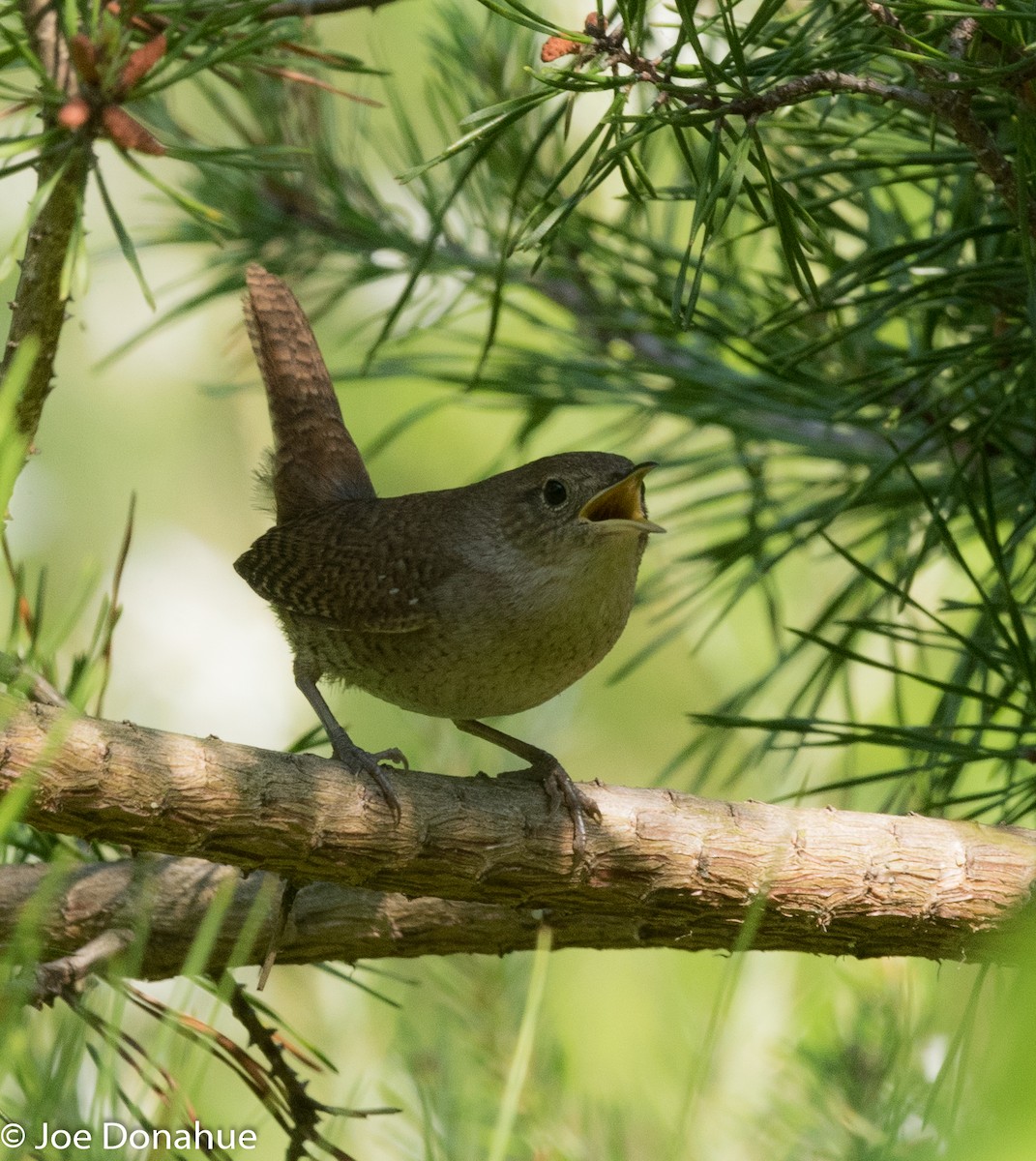 Northern House Wren - ML100121501