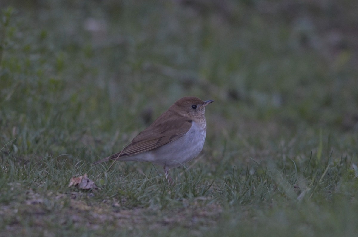 Veery - Nathaniel Sharp