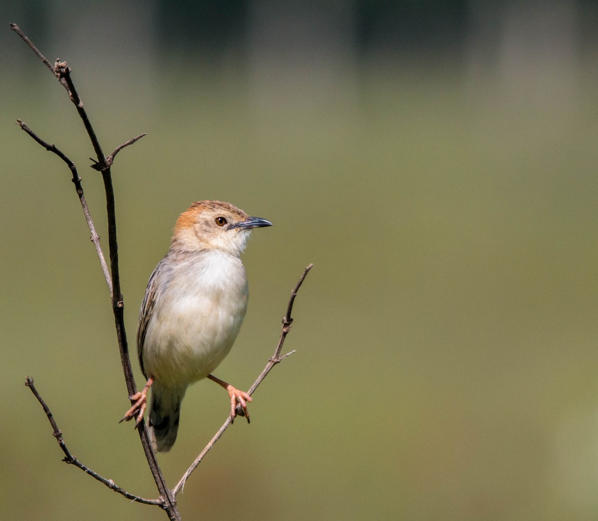 Stout Cisticola - Kevin Vande Vusse