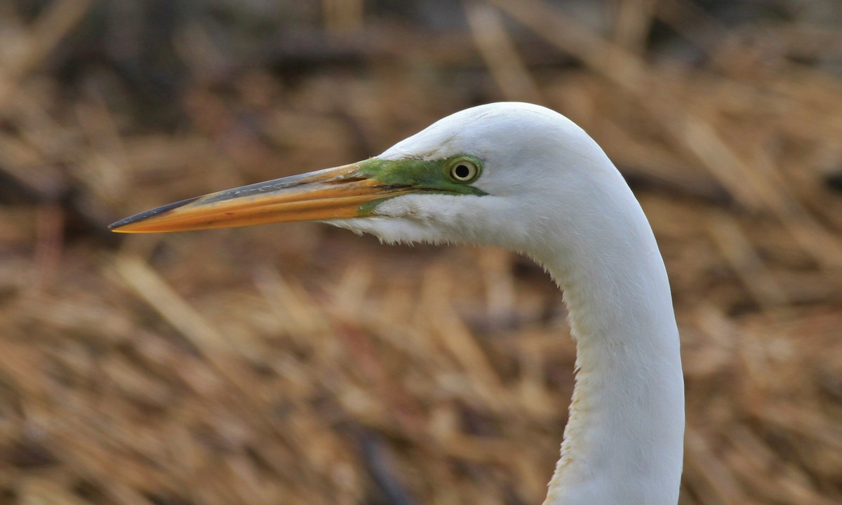 Great Egret - ML100122601