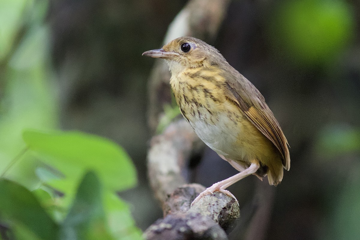 Amazonian Antpitta - Luiz Matos