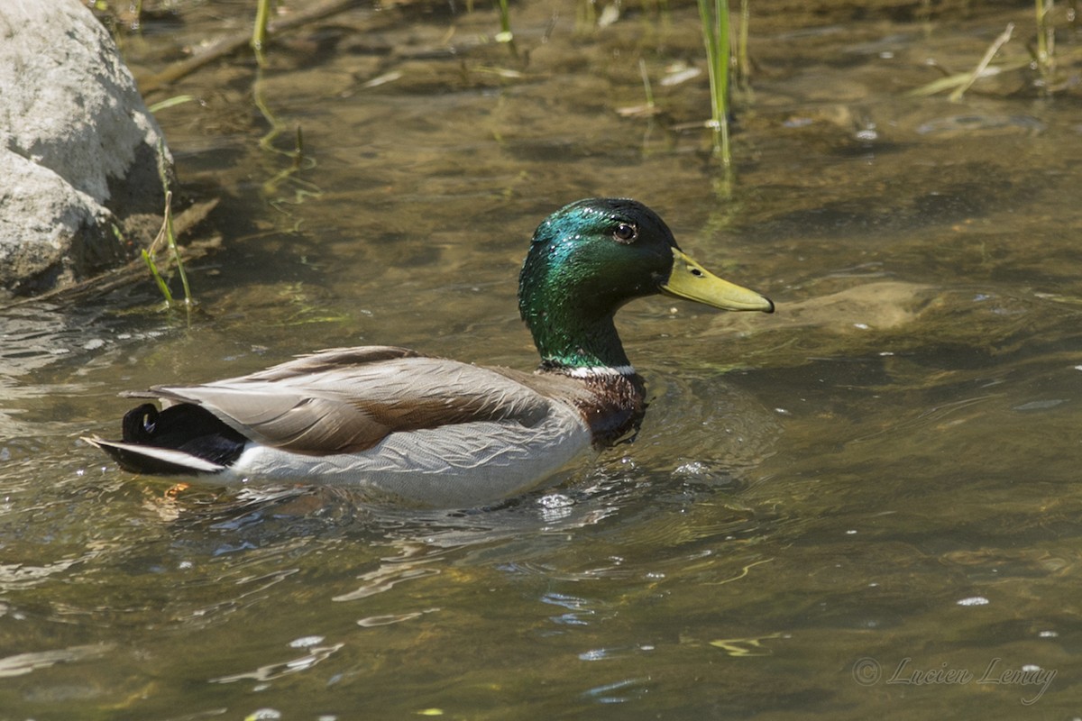 Mallard - ML100122921