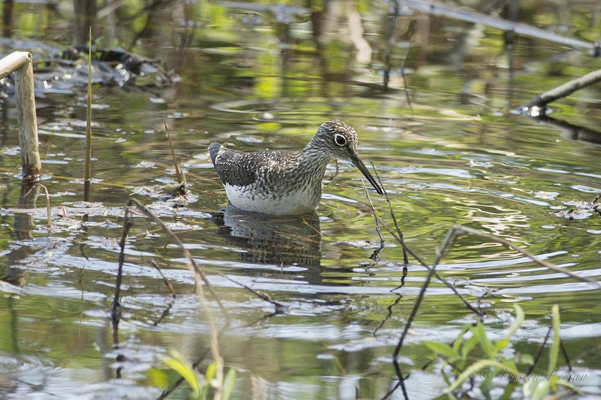 Solitary Sandpiper - ML100123031